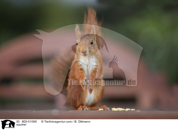 squirrel / BDI-01089