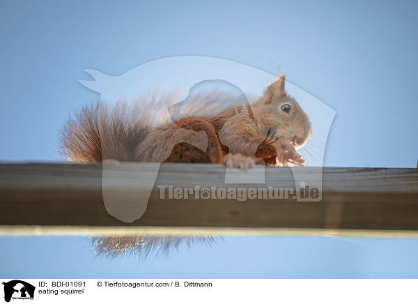 eating squirrel / BDI-01091