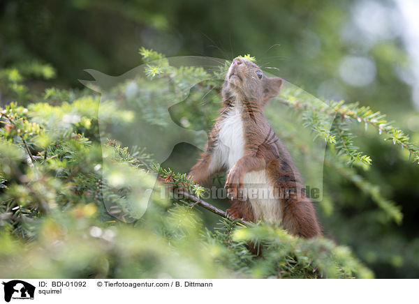 squirrel / BDI-01092