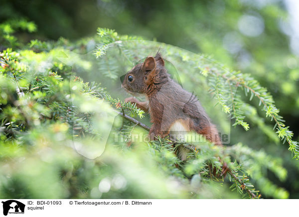 squirrel / BDI-01093