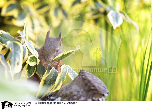 eating squirrel / BDI-01095