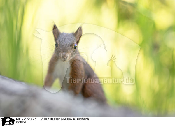 squirrel / BDI-01097