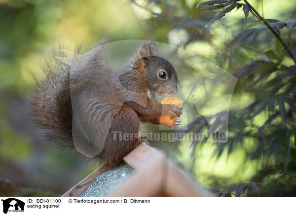 eating squirrel / BDI-01100