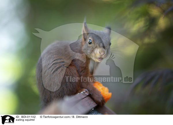eating squirrel / BDI-01102