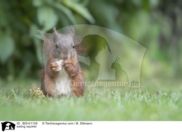 eating squirrel / BDI-01106