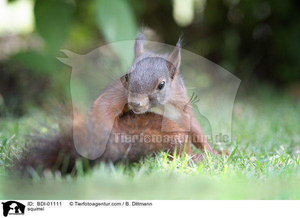 squirrel / BDI-01111