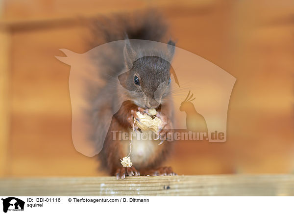 squirrel / BDI-01116