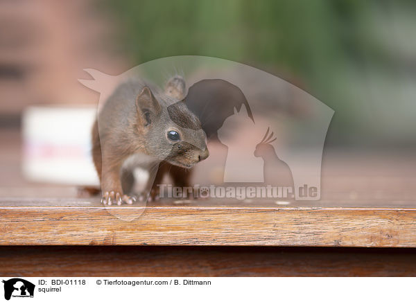 squirrel / BDI-01118