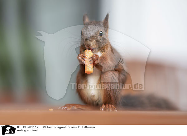 eating squirrel / BDI-01119