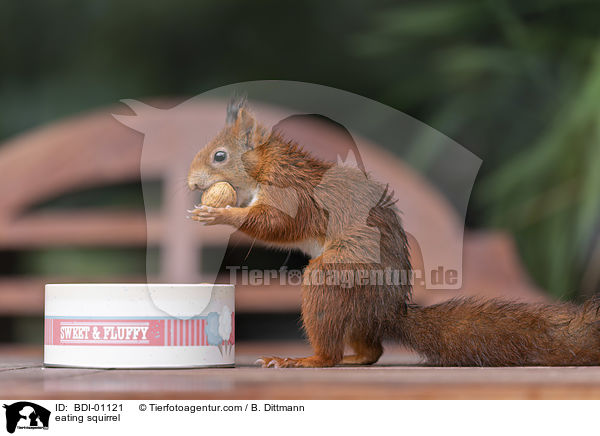eating squirrel / BDI-01121