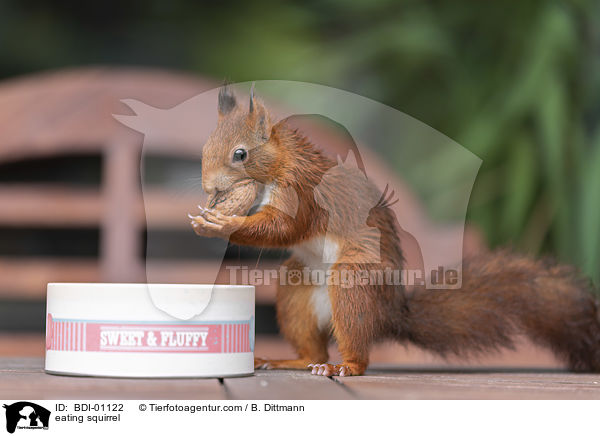 eating squirrel / BDI-01122