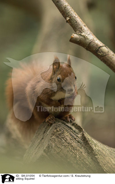 sitzendes Eichhrnchen / sitting Squirrel / SK-01054