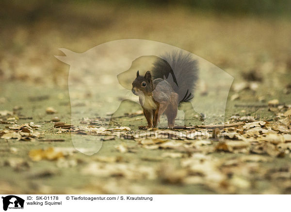 walking Squirrel / SK-01178