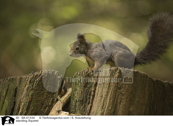 standing Squirrel / SK-01334