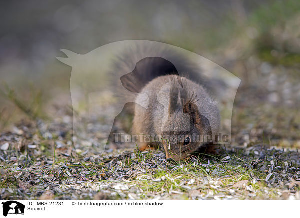 Eichhrnchen / Squirrel / MBS-21231