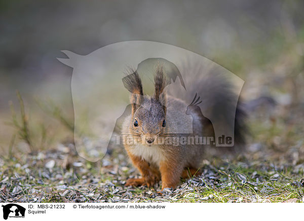 Eichhrnchen / Squirrel / MBS-21232