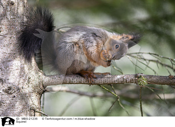 Squirrel / MBS-21236