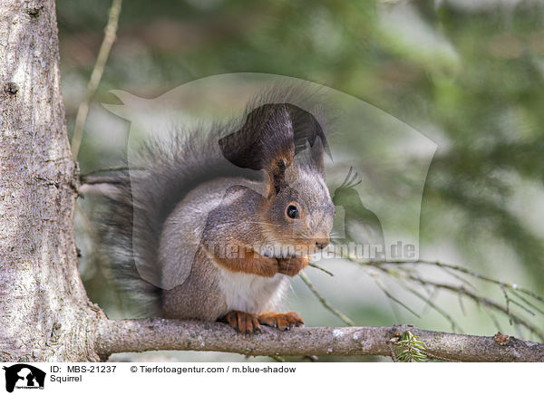 Squirrel / MBS-21237