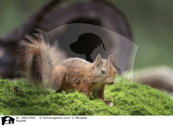 Eichhrnchen / Squirrel / UM-01654