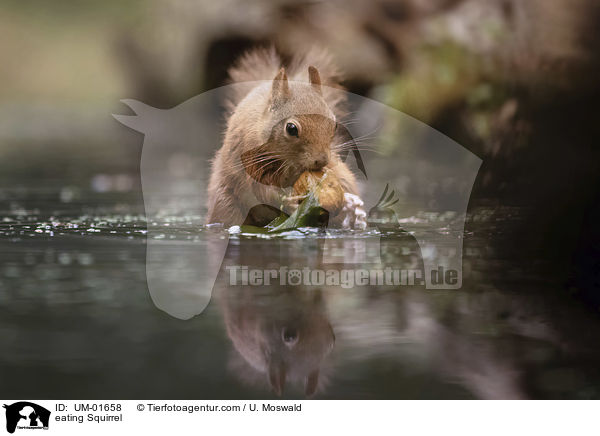 fressendes Eichhrnchen / eating Squirrel / UM-01658