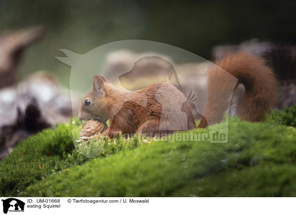 fressendes Eichhrnchen / eating Squirrel / UM-01668