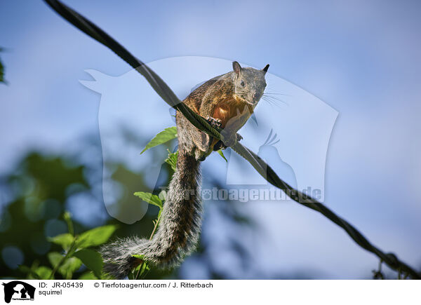Hrnchen / squirrel / JR-05439