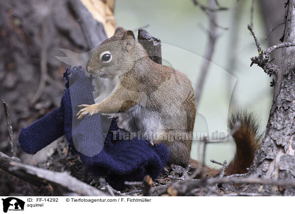Eichhrnchen / squirrel / FF-14292