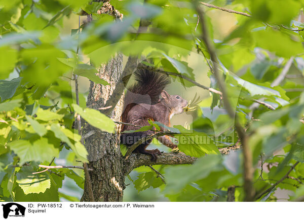 Eichhrnchen / Squirrel / PW-18512