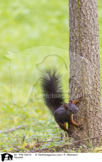 Eichhrnchen / Squirrel / PW-18515