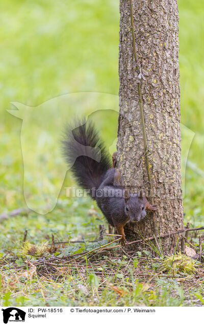 Eichhrnchen / Squirrel / PW-18516