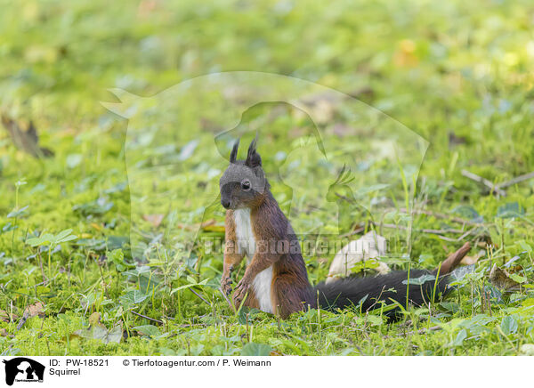 Eichhrnchen / Squirrel / PW-18521