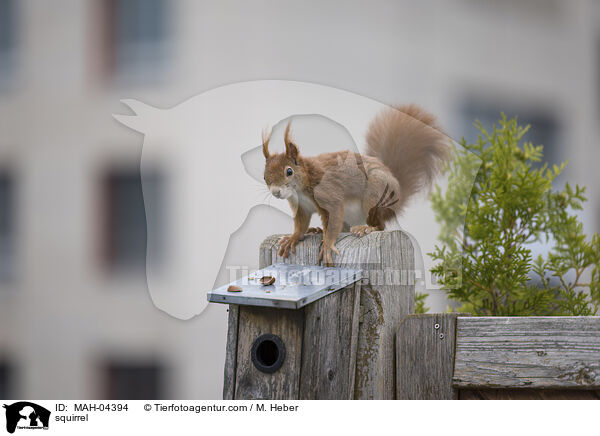 Eichhrnchen / squirrel / MAH-04394