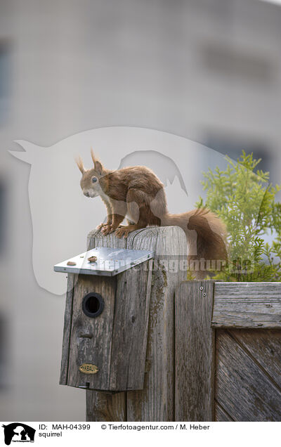 Eichhörnchen / squirrel / MAH-04399