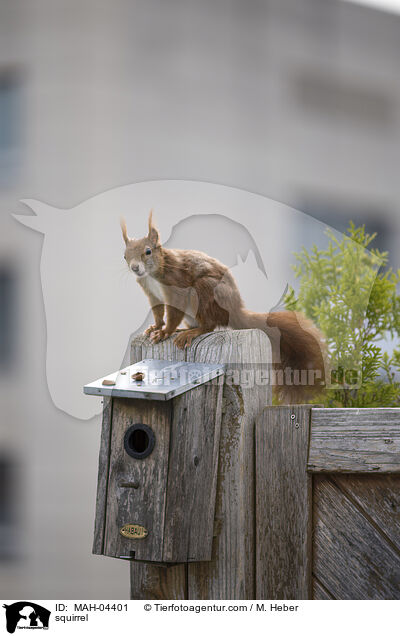 Eichhörnchen / squirrel / MAH-04401