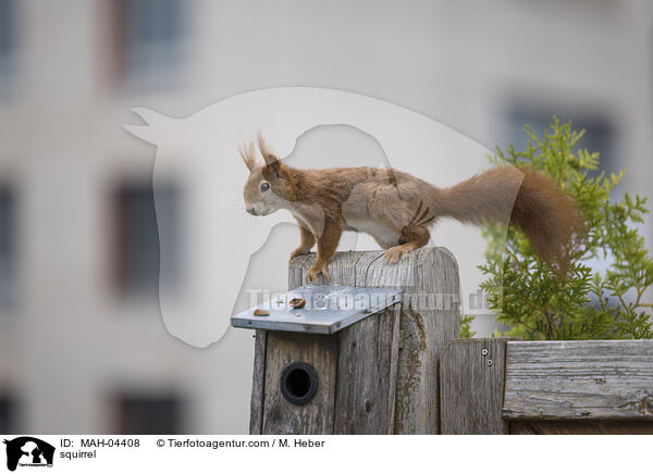 Eichhrnchen / squirrel / MAH-04408