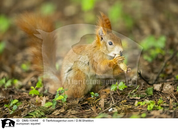 Eichhrnchen / european squirrel / DMS-10446