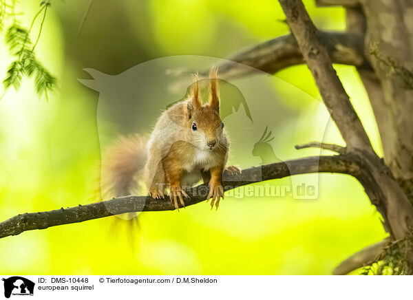 Eichhrnchen / european squirrel / DMS-10448