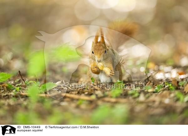 european squirrel / DMS-10449