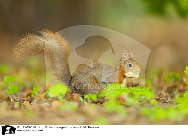 Eichhrnchen / european squirrel / DMS-10452