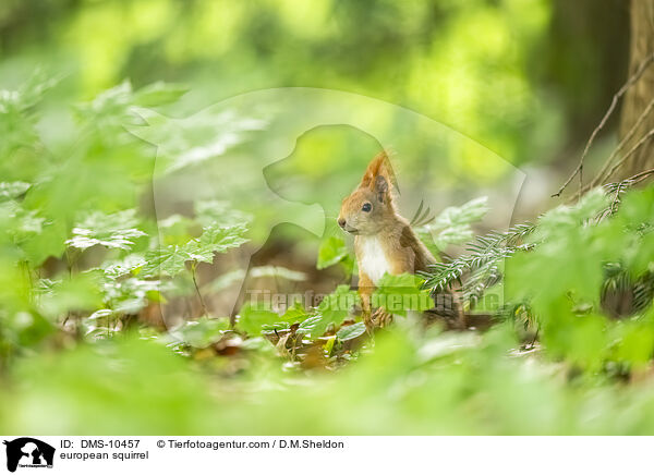 european squirrel / DMS-10457