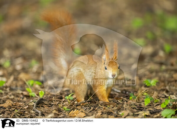 Eichhrnchen / european squirrel / DMS-10462