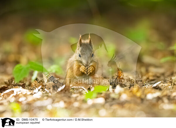 Eichhrnchen / european squirrel / DMS-10475