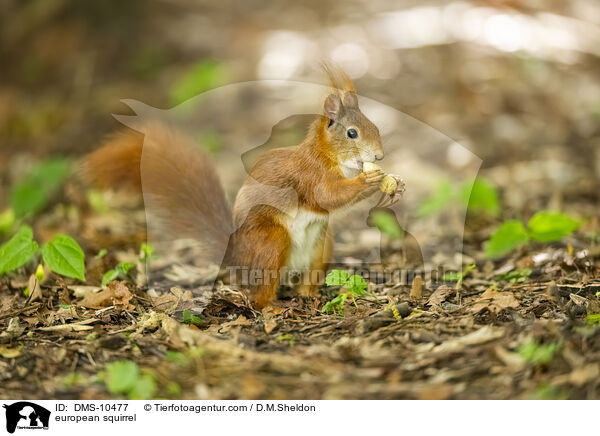 Eichhrnchen / european squirrel / DMS-10477