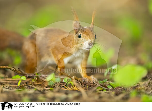 Eichhrnchen / european squirrel / DMS-10485