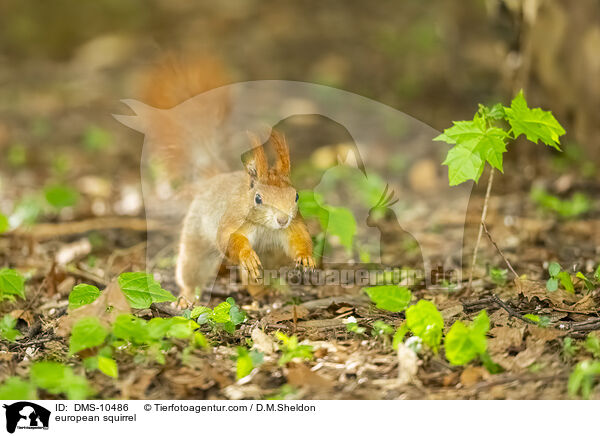 Eichhrnchen / european squirrel / DMS-10486