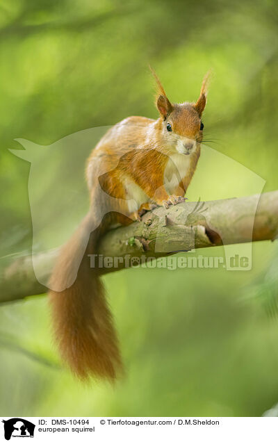 european squirrel / DMS-10494