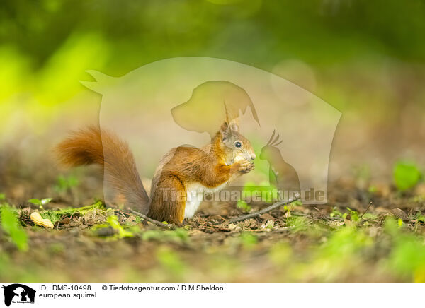 Eichhörnchen / european squirrel / DMS-10498