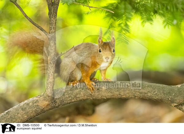 Eichhrnchen / european squirrel / DMS-10500