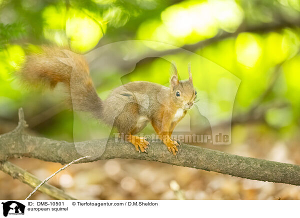 Eichhrnchen / european squirrel / DMS-10501
