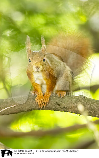 european squirrel / DMS-10502